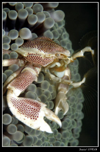 porceleine crab by Daniel Strub 
